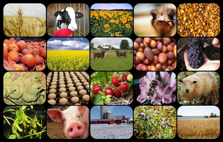 Farms Agriculture Montage 1