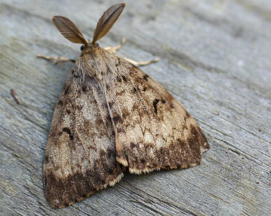 Agassiz Gypsy Moth Spray Program Open House – Wednesday April 4 – FVN