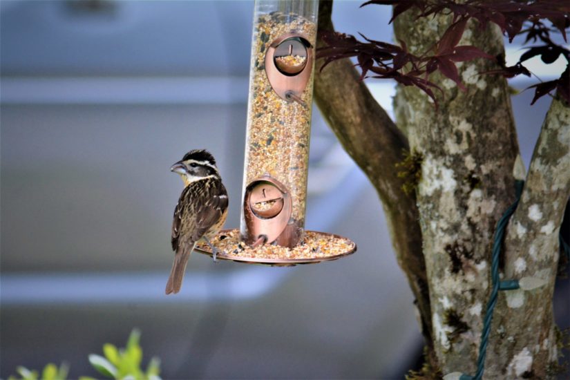 JULY UPDATE Bird Feeder Alert BC SPCA Asks You To Remove Bird