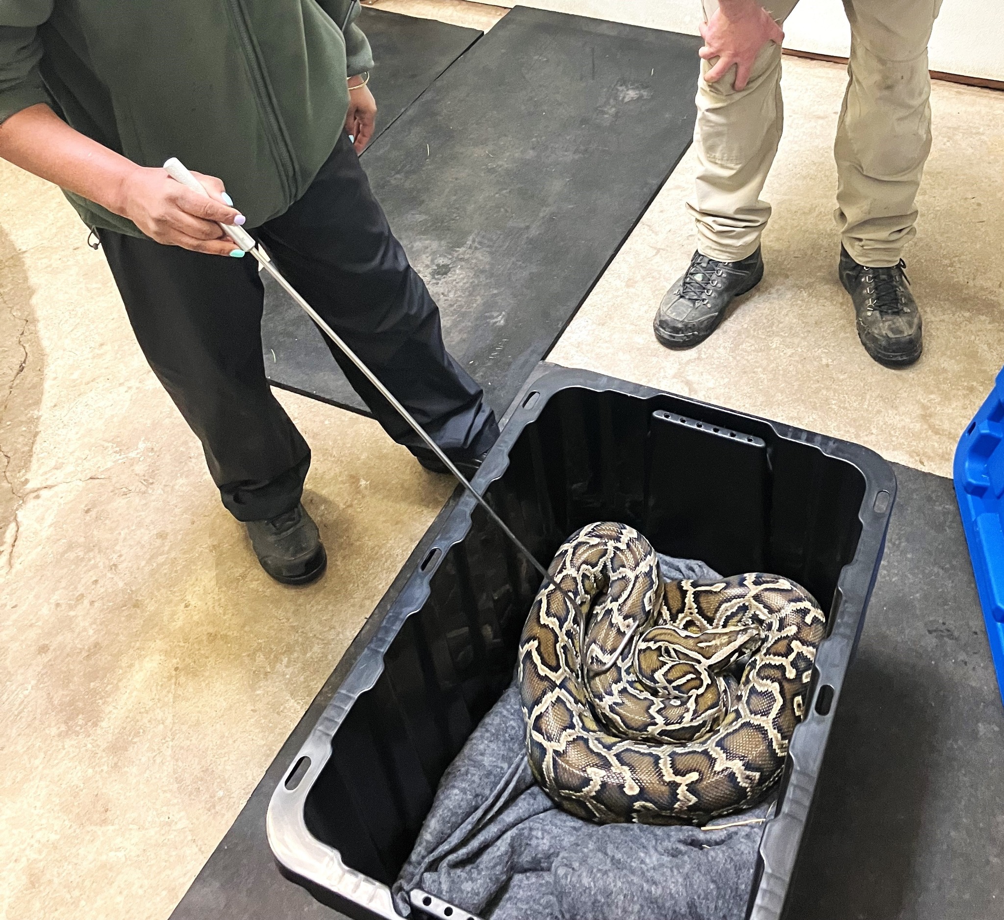 Conservation Offices Seize 9-foot-long Burmese Python from Chilliwack Home