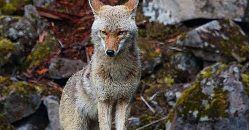 Coyote Mating Season – Keep an Eye on Kids and Pets