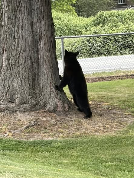 Bear Sighting at Fairfield Island Ball Parks
