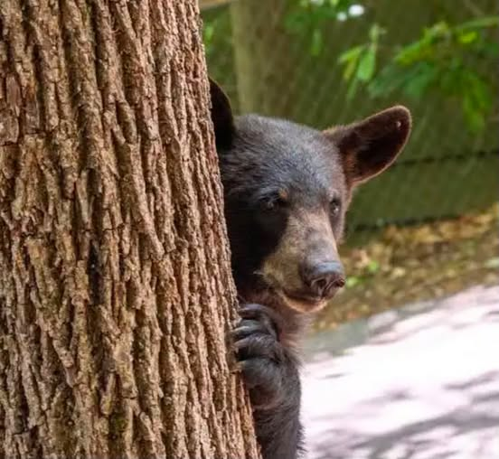 Increase in Bear Activity in Cultus Lake Park