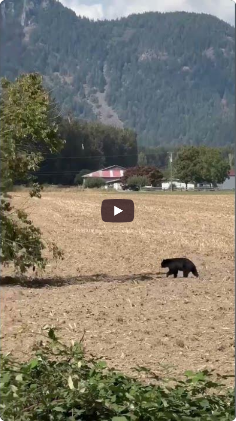 Bear Sighting Near McCammon School Chilliwack