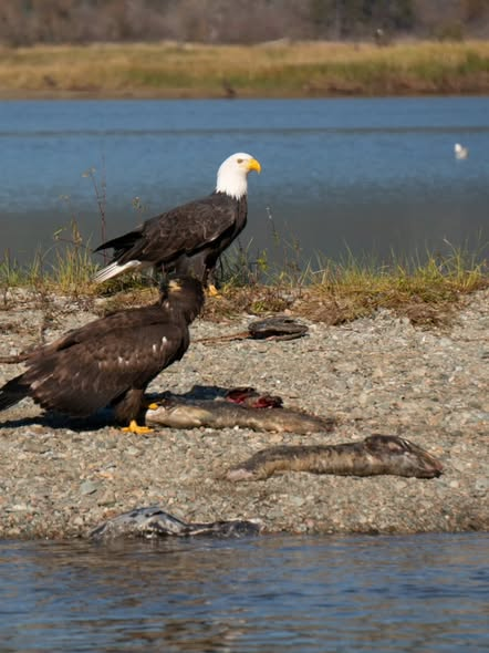 Eagle Season Arrives in the Harrison River Valley